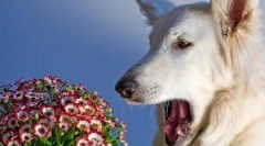 Alergiile la câini: tratamentul ar trebui să fie competent!